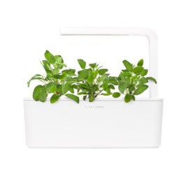 Garden Sage 3-Pack plants pods for Smart Garden