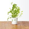 Oregano 3-Pack plant pods for Smart Garden