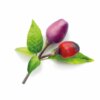 Purperen Chili Pepers 3-Pack navullingen voor Smart Garden