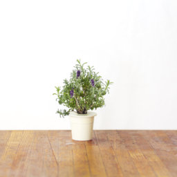 Lavender 3-Pack plant pods for Smart Garden