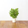 Peppermint 3-pack plant pods for Smart Garden