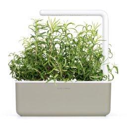 Rosemary 3-Pack plant pods for Smart Garden