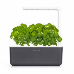 Basil 3-Pack plant pods for Smart Garden