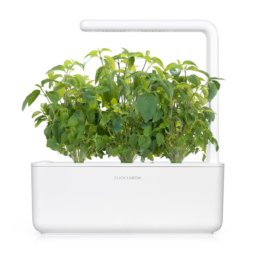 Thaise basilicum 3-packs plant-pods voor Smart Garden