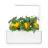 Gele paprika navulling voor 3-pack voor Smart Garden