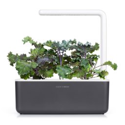 Red kale 3-Pack for Smart Garden