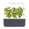 Yellow Mini Tomato 3-Pack plant pods for Smart Garden