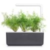 Dill 3-Pack plant pods for Smart Garden