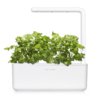 Cilantro/Coriander 3-Pack plant pods for Smart Garden