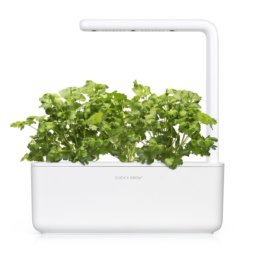 Coriandre 3-Pack recharge pour Smart Garden