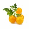 Gele Mini Tomaten 3-Pack Pods voor Smart Garden