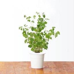 Marjolaine 3-Pack plantes pods pour Smart Garden