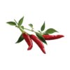 Chili Peper 3-pack navulling voor Smart Garden
