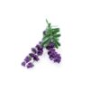 Lavendel 3-Pack navullingen voor Smart Garden
