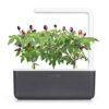 Purple Chili Pepper 3 pack plant pods for Smart Garden