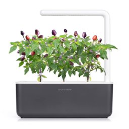 Purple Chili Pepper 3 pack plant pods for Smart Garden