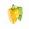Gele paprika navulling voor 3-pack voor Smart Garden
